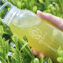 Kyoku Tea